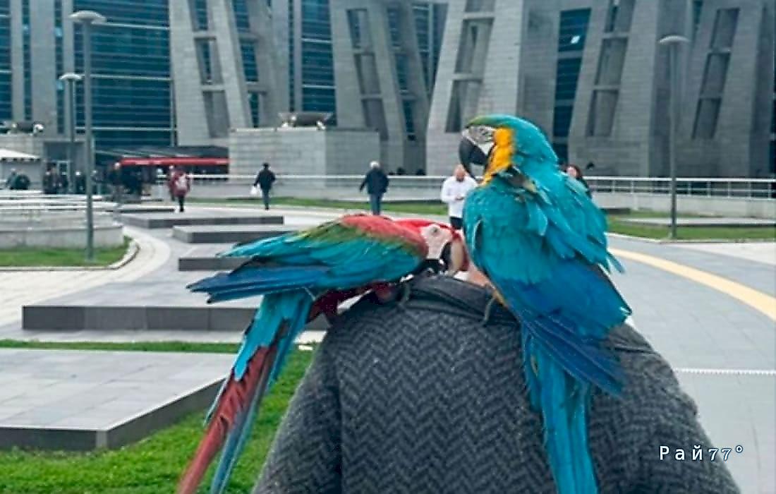 Муж узнал о неверности жены от попугаев в Турции