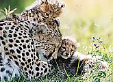 Плодовитая самка гепарда родила семерых детёнышей в заповеднике Масаи-Мара ▶ 4