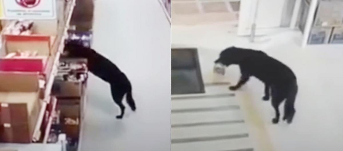 Собака своровала еду из супермаркета и попала на видео в Колумбии