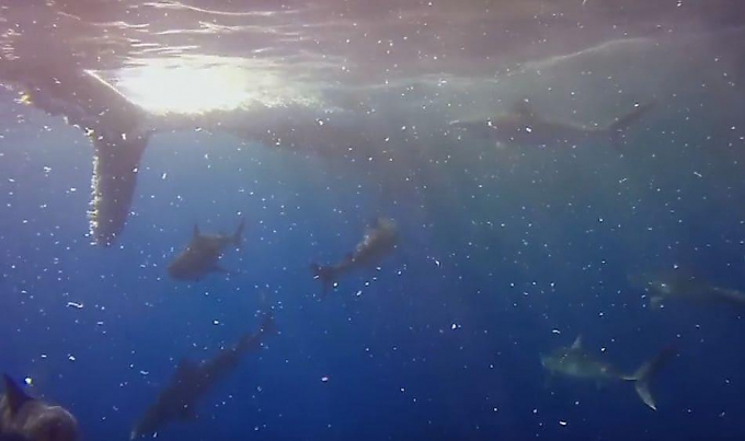 Стая тигровых акул устроила пир возле туши кита на Мальдивах (Видео)