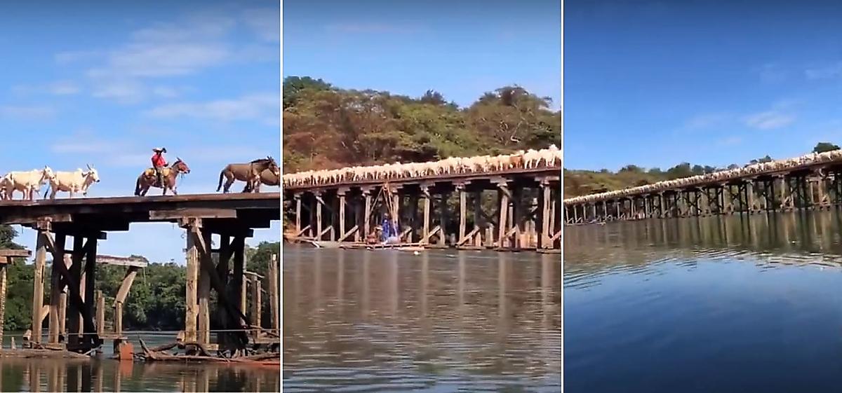 Зрелищный проход коровьего стада по опасному мосту запечатлели в Бразилии
