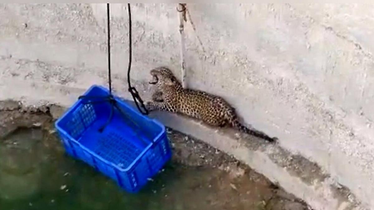 Детёныш леопарда, упавший в колодец, был спасён на глазах у своей матери в Индии