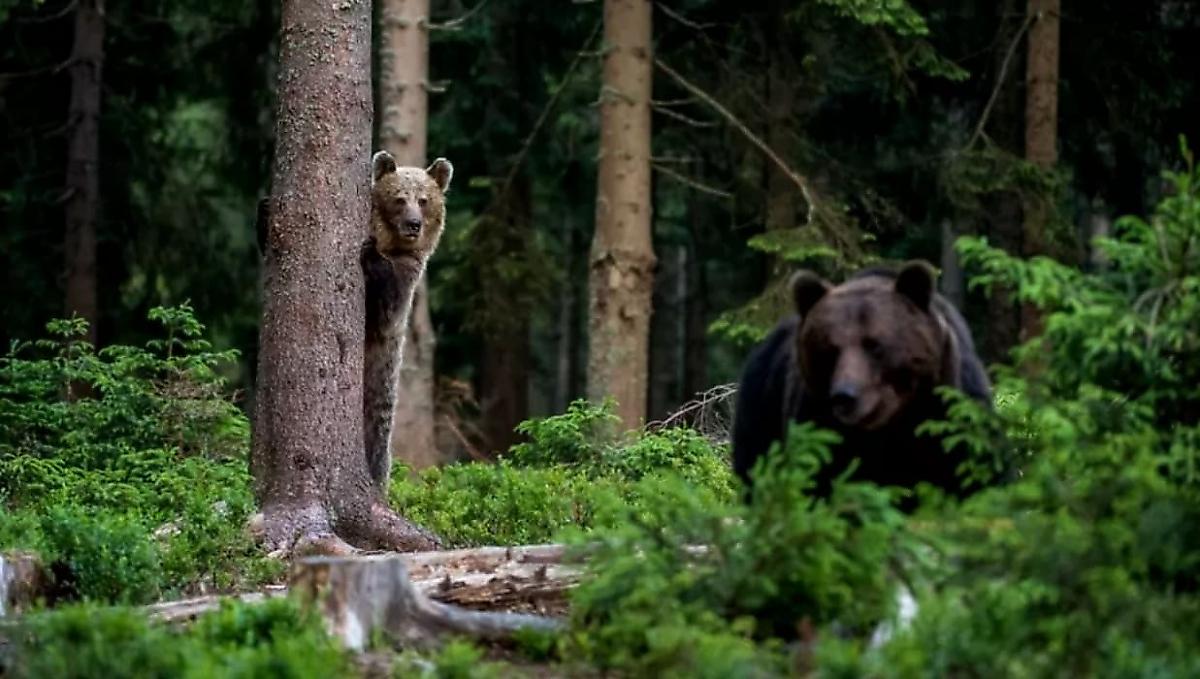 Девушка чудом сбежала от медведицы с медвежонком и попала на видео в Румынии