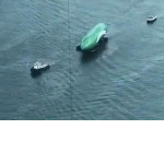 Гигантский надувной огурец не доплыл до места назначения и затонул в Австралии ▶