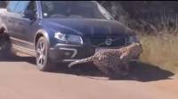 Машины туристов помешали леопарду догнать антилопу в африканском парке (Видео)