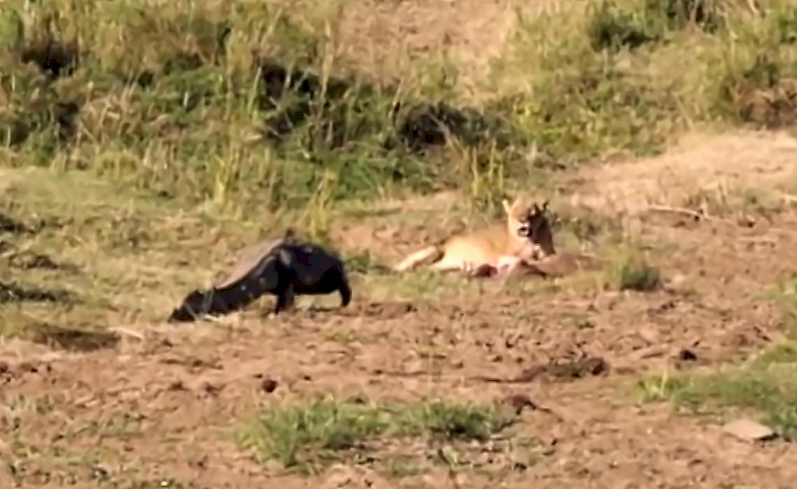 Наглый крокодил попытался лишить добычи львиц и попал на видео в ЮАР