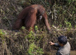 Орангутан протянул руку помощи змеелову на Борнео 0