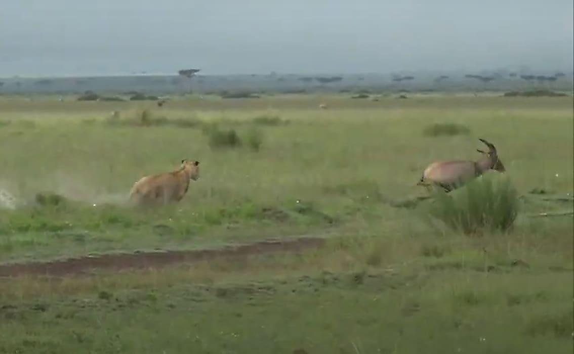 Погоня терпеливой львицы за антилопой попала на видео в Кении