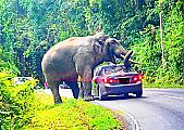 Любвеобильный слон перегородил дорогу туристу и устроил «краш-тест» его автомобилю ▶ 2