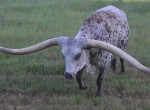 Техасский лонгхорн, с очень длинными рогами, установил новый рекорд Гиннесса ▶