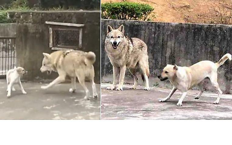 Взрослый волк и щенок привязались друг к другу в китайском зоопарке ▶