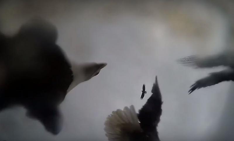 Белоголовый орлан стащил камеру у канадского путешественника ▶