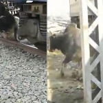 Бык, проснувшийся на рельсах, выбрался из-под поезда в Индии (Видео)