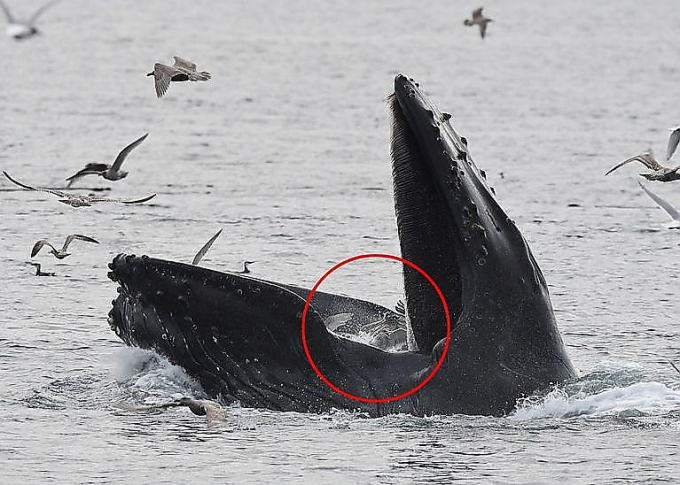 Горбатый кит вместе со стаей рыб заглотил голодных чаек у побережья Канады