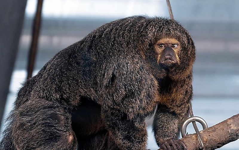 Мускулистый примат, похожий на культуриста, был замечен в финском зоопарке