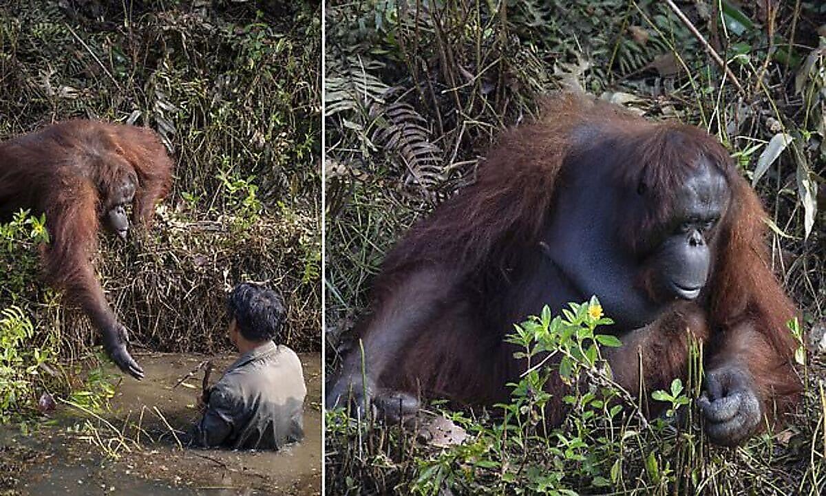 Орангутан протянул руку помощи змеелову на Борнео