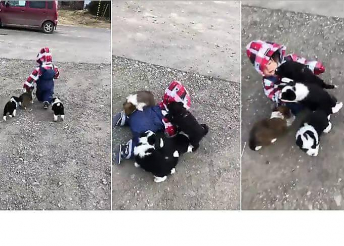 Пять щенков повалили маленькую японку на землю и продемонстрировали ей свою любовь (Видео)