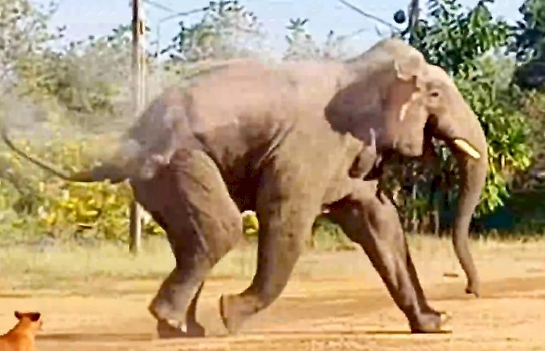 Слон, грабя частное жилище, наткнулся на собак и еле унёс ноги: видео