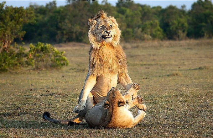 Турист подсмотрел за львом, ухаживающим за своей пассией в Кении