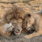 Турист сделал семейную фотографию львиного прайда в африканском парке