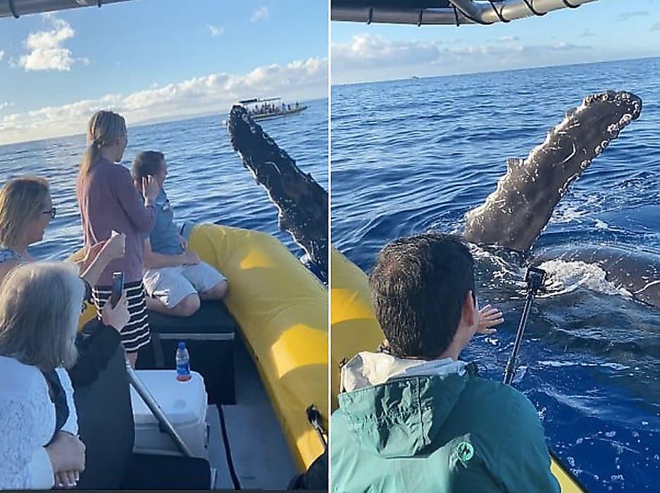Дружелюбный кит, выставив из воды плавник, «дал пять» туристам на судне
