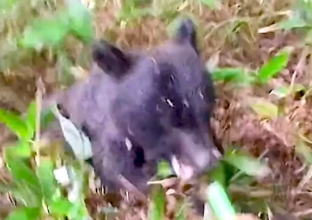 Медведица, защищая детёныша, напала на грибника в лесу - видео