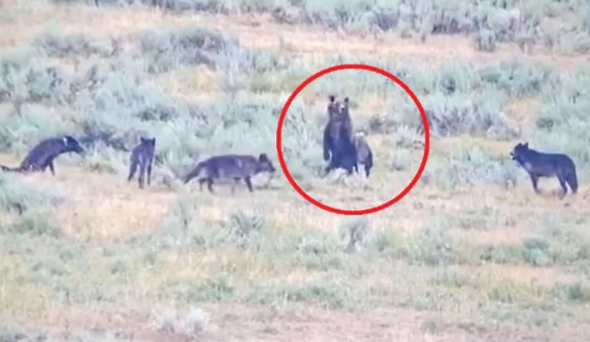Медведица, защищая детёнышей, разогнала волков в американском заповеднике