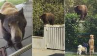 Медвежье семейство на протяжении 10 лет совершает набеги на частное жилище в США (Видео)