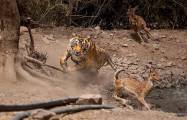 Неудачная охота: тигр устроил засаду на оленей в индийском заповеднике (Видео) 4
