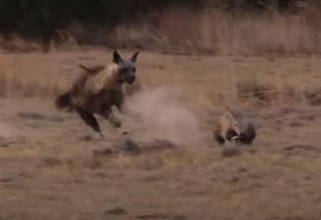 Погоня гиены за трубкозубом попала на видео в ЮАР