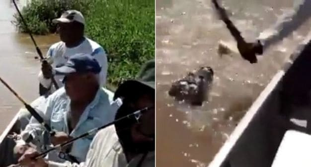 Рыбак помог коллеге и отбил его улов у крокодила (Видео)