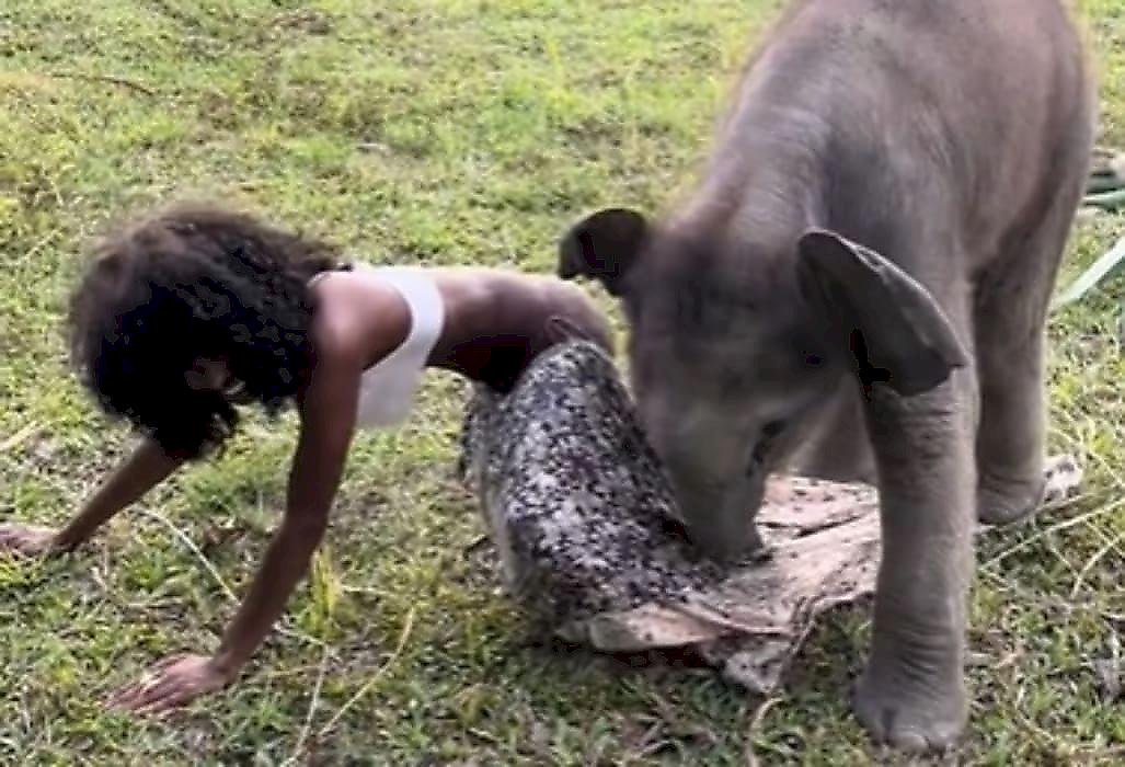 Слонёнок повалил туристку и попытался лишить её юбки в Таиланде