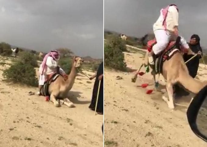 Верблюд не смог поднять грузную даму в Саудовской Аравии (Видео)