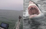 Акула атаковала учёного, стоящего на платформе исследовательского судна (Видео)