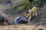 Детёныш бегемота до последнего отгонял львов от застрявшей в трясине матери в африканском заповеднике 3