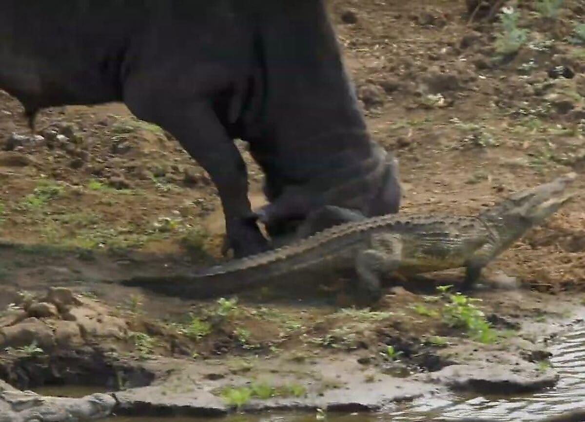 Грозный буйвол удалил детёныша крокодила, преградившего путь к водопою