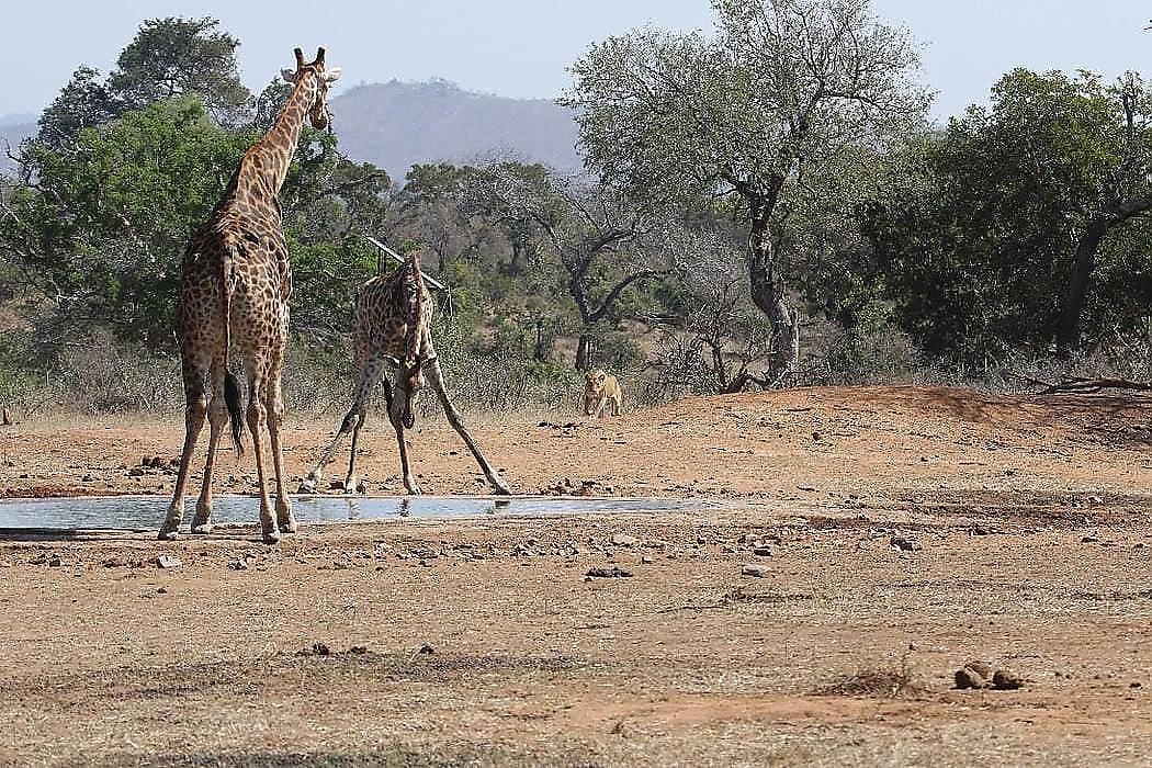 Погоня львиц за юным жирафом произошла на глазах у фотографа в ЮАР