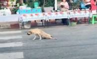 Пёс - симулянт рассмешил китайские соцсети (Видео)