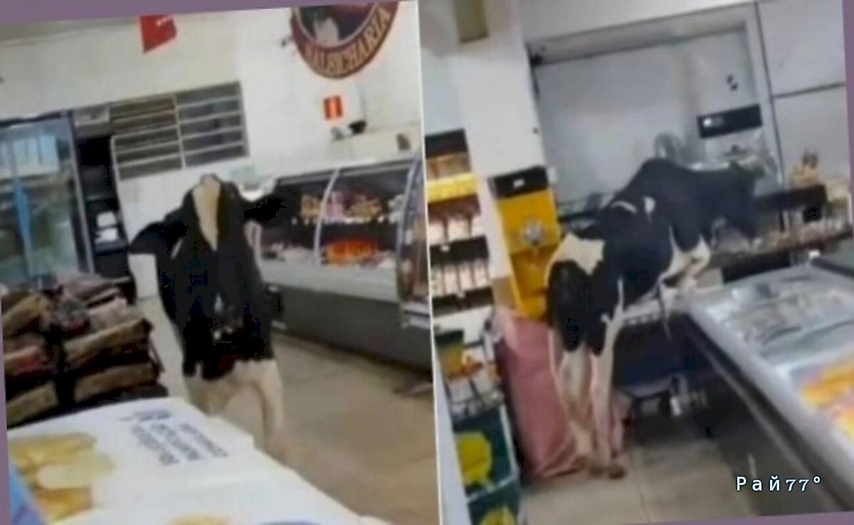 Разъярённый бык ворвался в супермаркет и устроил погоню за мясником Разъярённый бык ворвался в супермаркет и устроил погоню за мясником