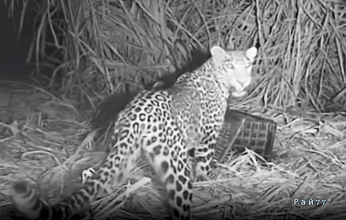 Самка леопарда воссоединилась с детёнышами и попала на видео в Индии