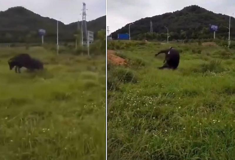 Счастливый бык-кувыркун попал на видеокамеру в Тайланде ▶