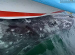 Серый кит «угнал» лодку с туристами возле побережья Мексики