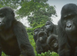 Стая горилл изучила робота, шпионившего за ними в африканском лесу