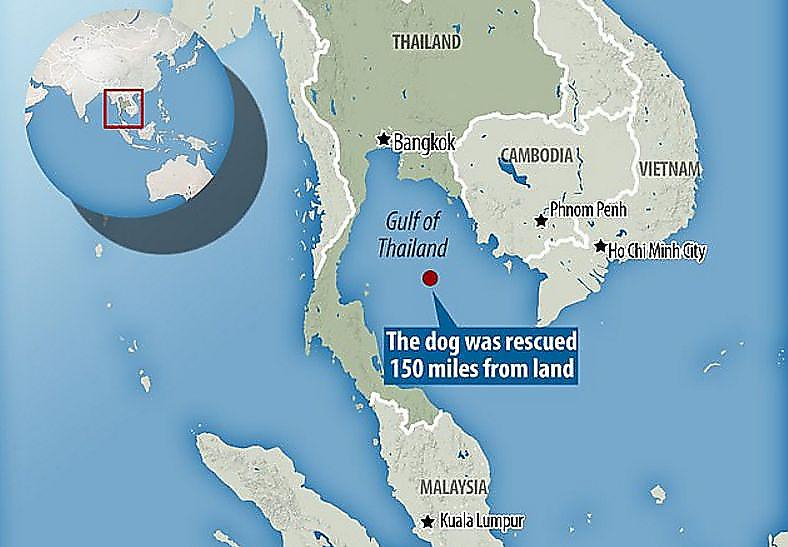 Тайские нефтяники спасли собаку, устроившую заплыв в 200-х километрах от берега ▶