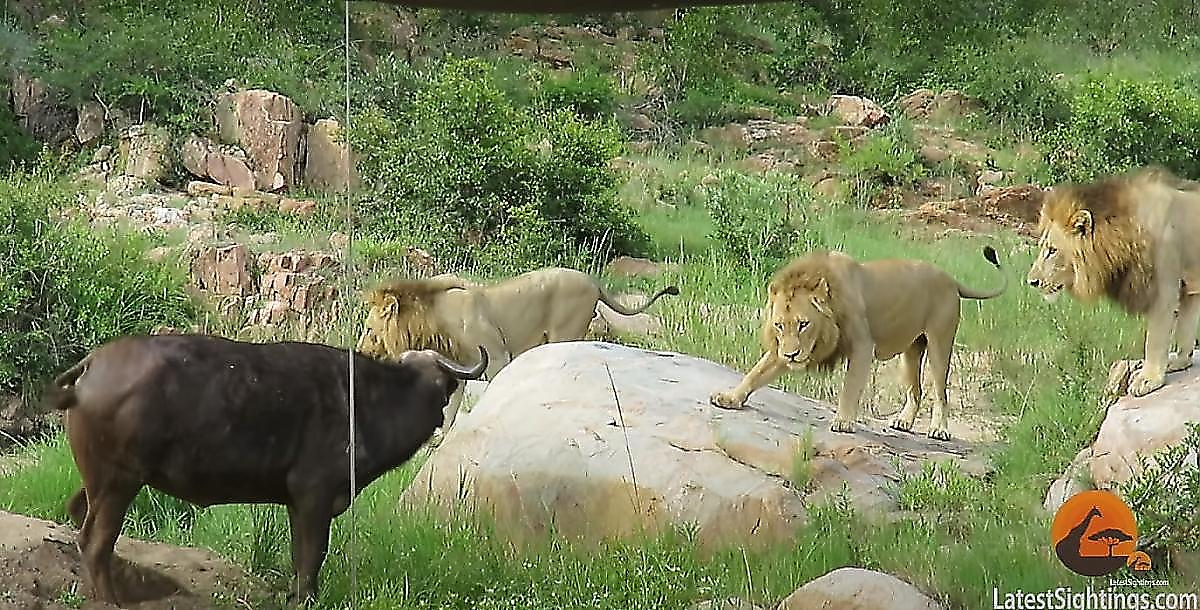 Три льва не оставили раненому буйволу шансов на спасение в ЮАР