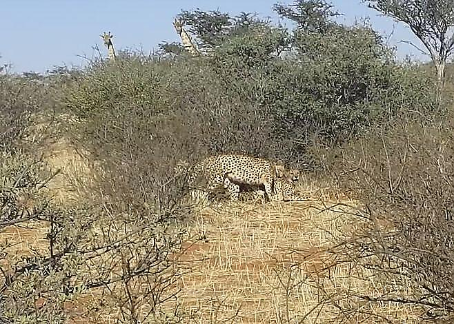 Туристы и жирафы стали свидетелями оргии в исполнении троих гепардов в ЮАР ▶