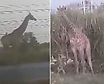 Жирафы совершили дерзкий побег из застрявшего в пробке грузовика в Тайланде