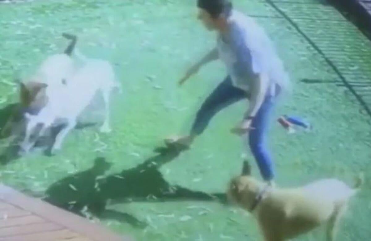 Австралийка уберегла троих собак от ядовитого аспида