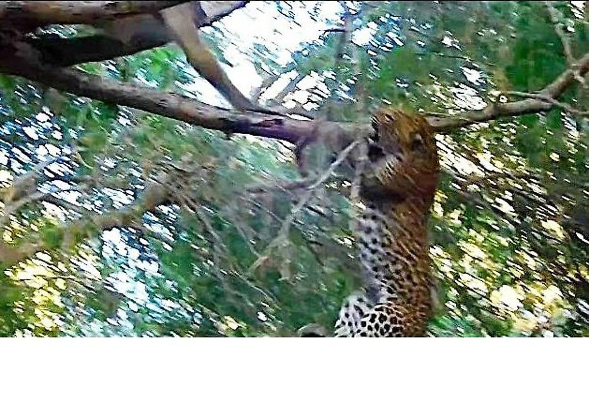 Бабуин прогнал наглого леопарда, устроившего охоту за ним на дереве