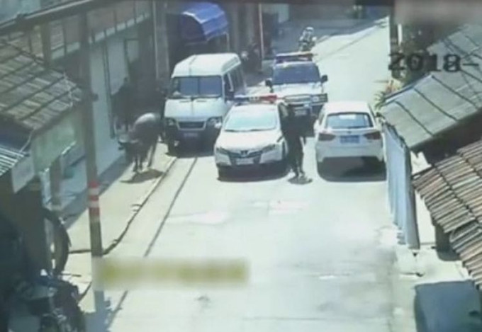 Беглый бык устроил переполох на улице в Китае (Видео)